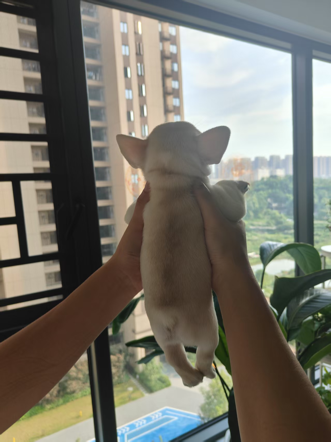 纯种短体法国斗牛犬，自家狗子生的